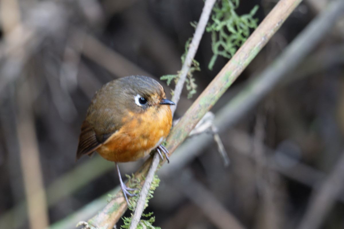 Leymebamba Antpitta - ML643601076