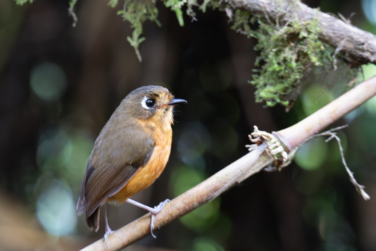 Leymebamba Antpitta - ML643601079
