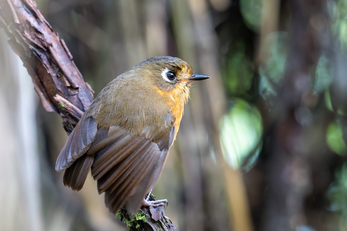 Leymebamba Antpitta - ML643601080