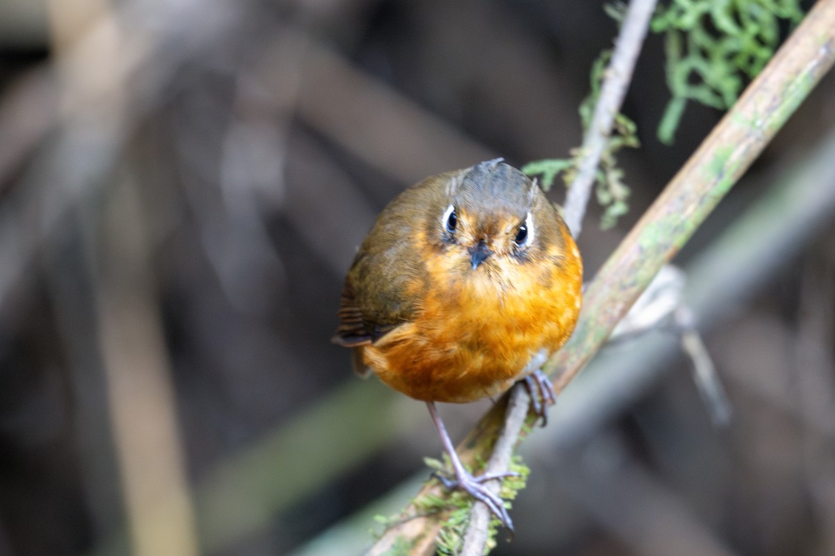 Leymebamba Antpitta - ML643601082