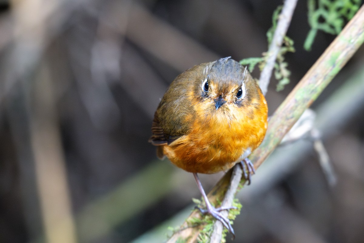 Leymebamba Antpitta - ML643601083