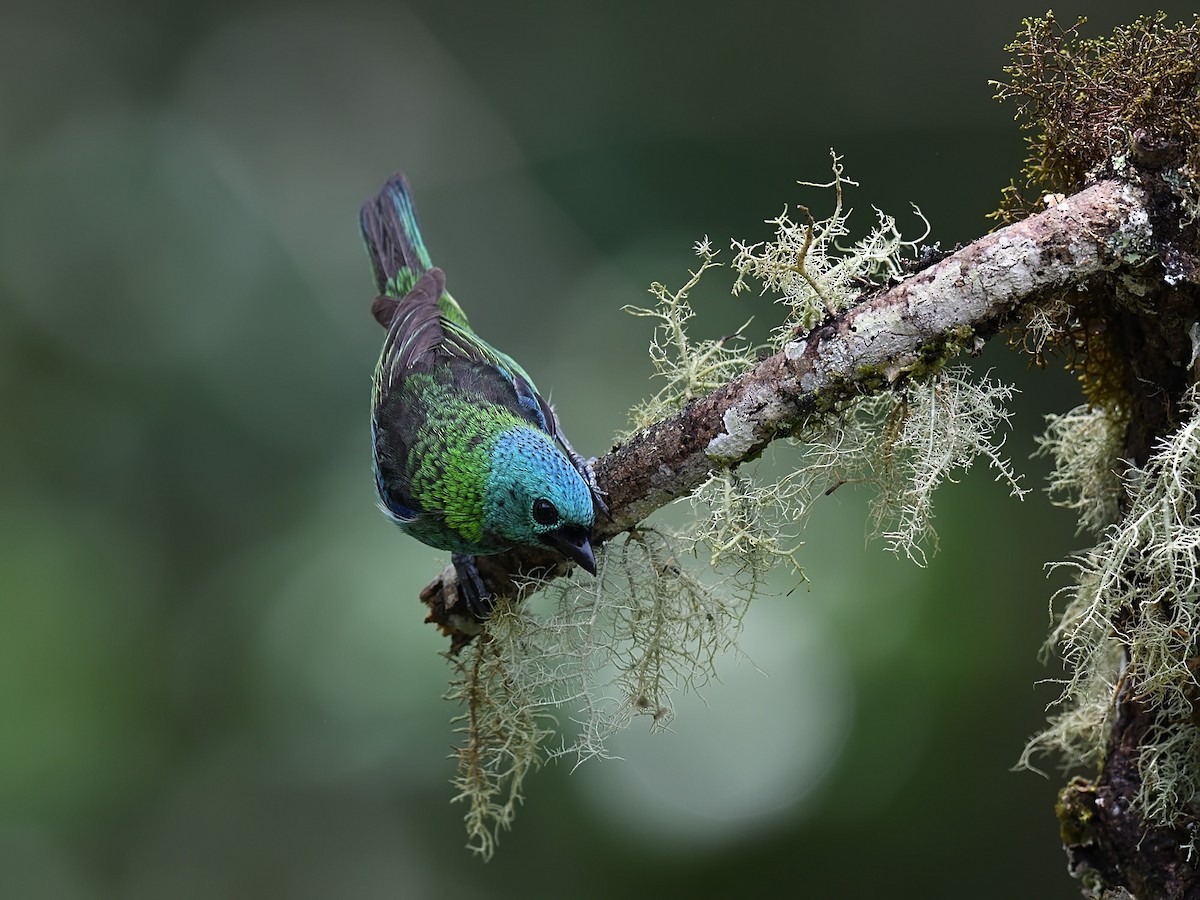 Green-headed Tanager - ML643601108