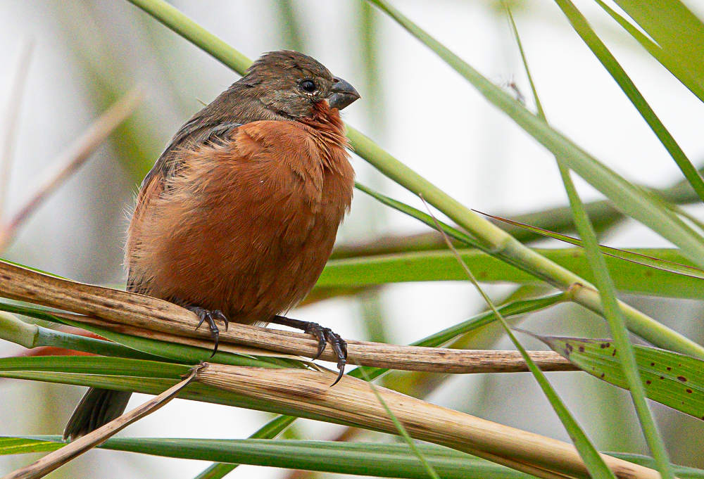 Ruddy-breasted Seedeater - ML643601116