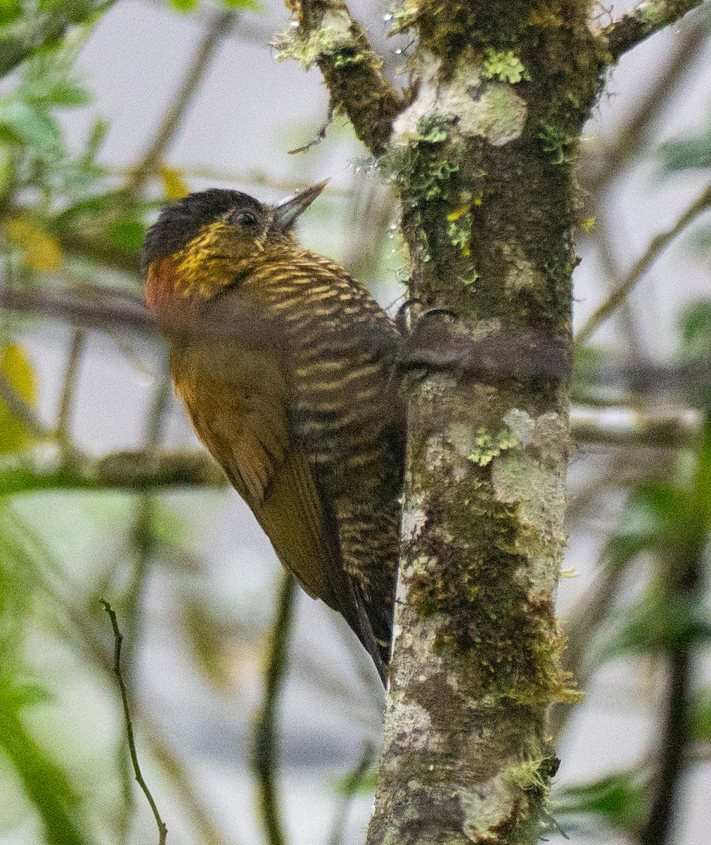 Bar-bellied Woodpecker - ML643601119