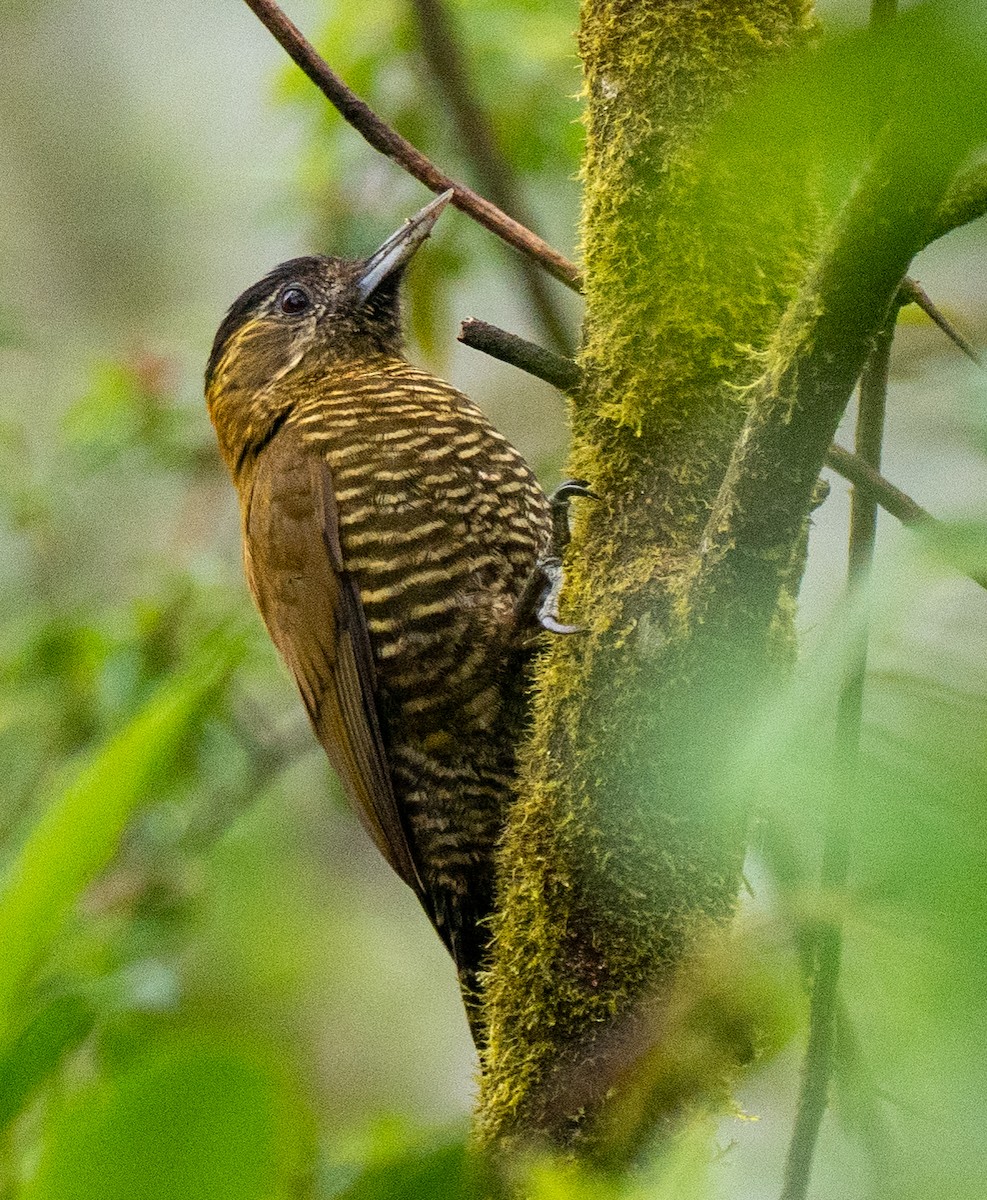 Bar-bellied Woodpecker - ML643601120