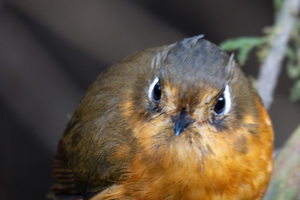 Leymebamba Antpitta - ML643601127