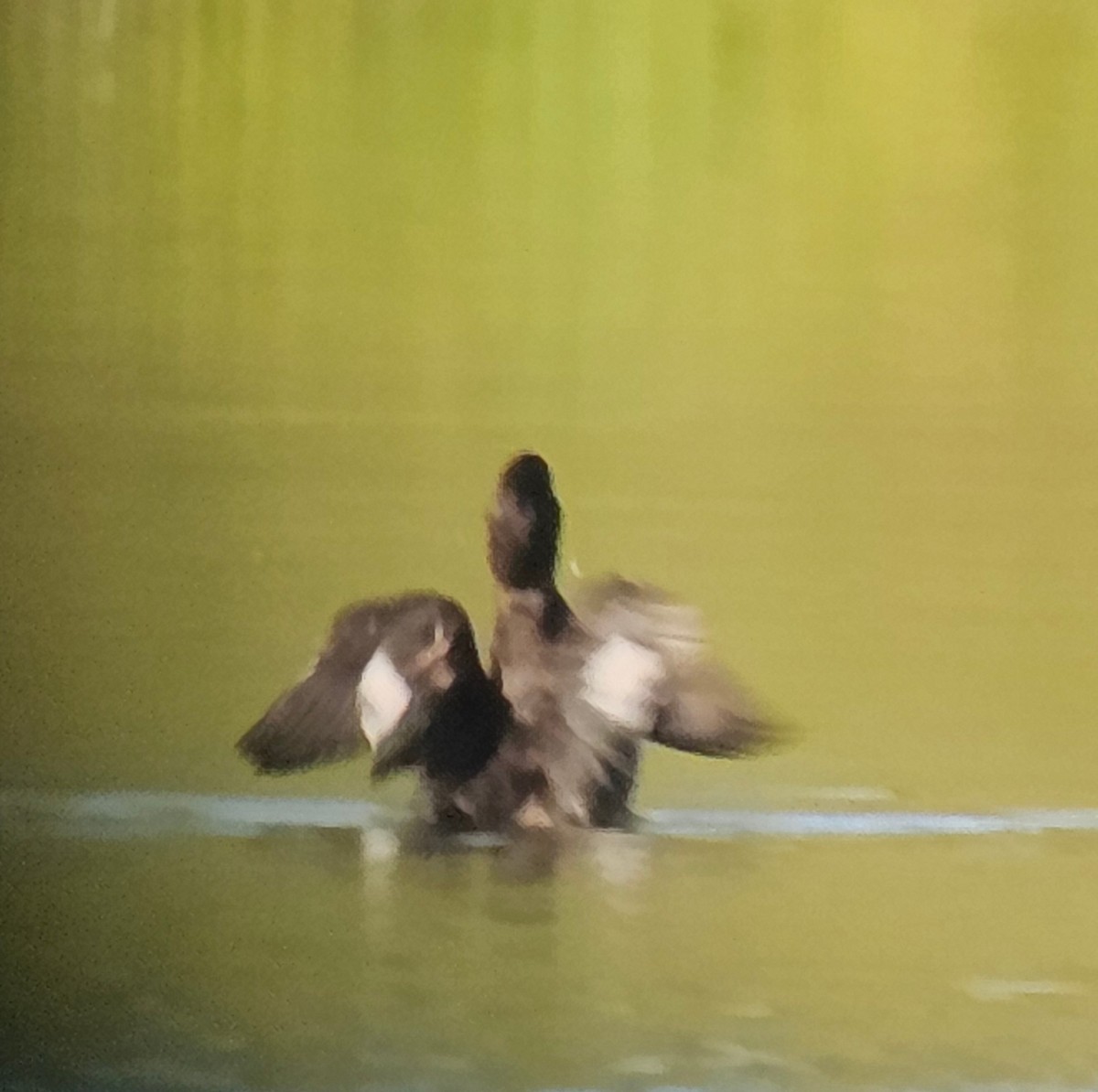 コスズガモ - ML643601138