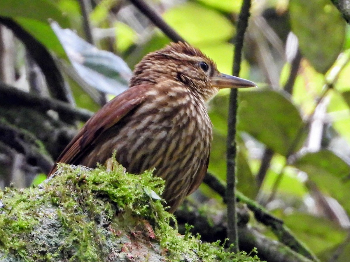 Pale-browed Treehunter - ML643601140