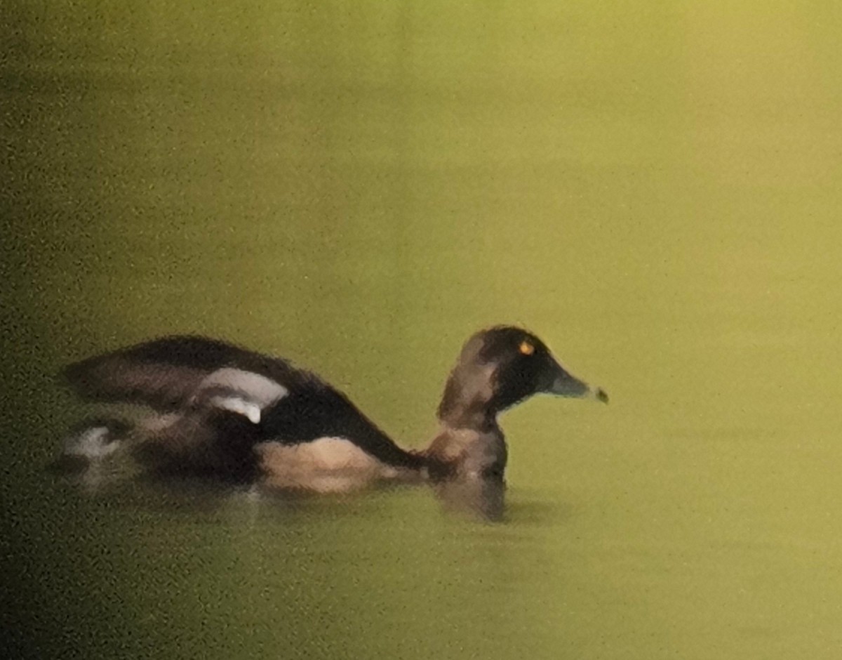 コスズガモ - ML643601142