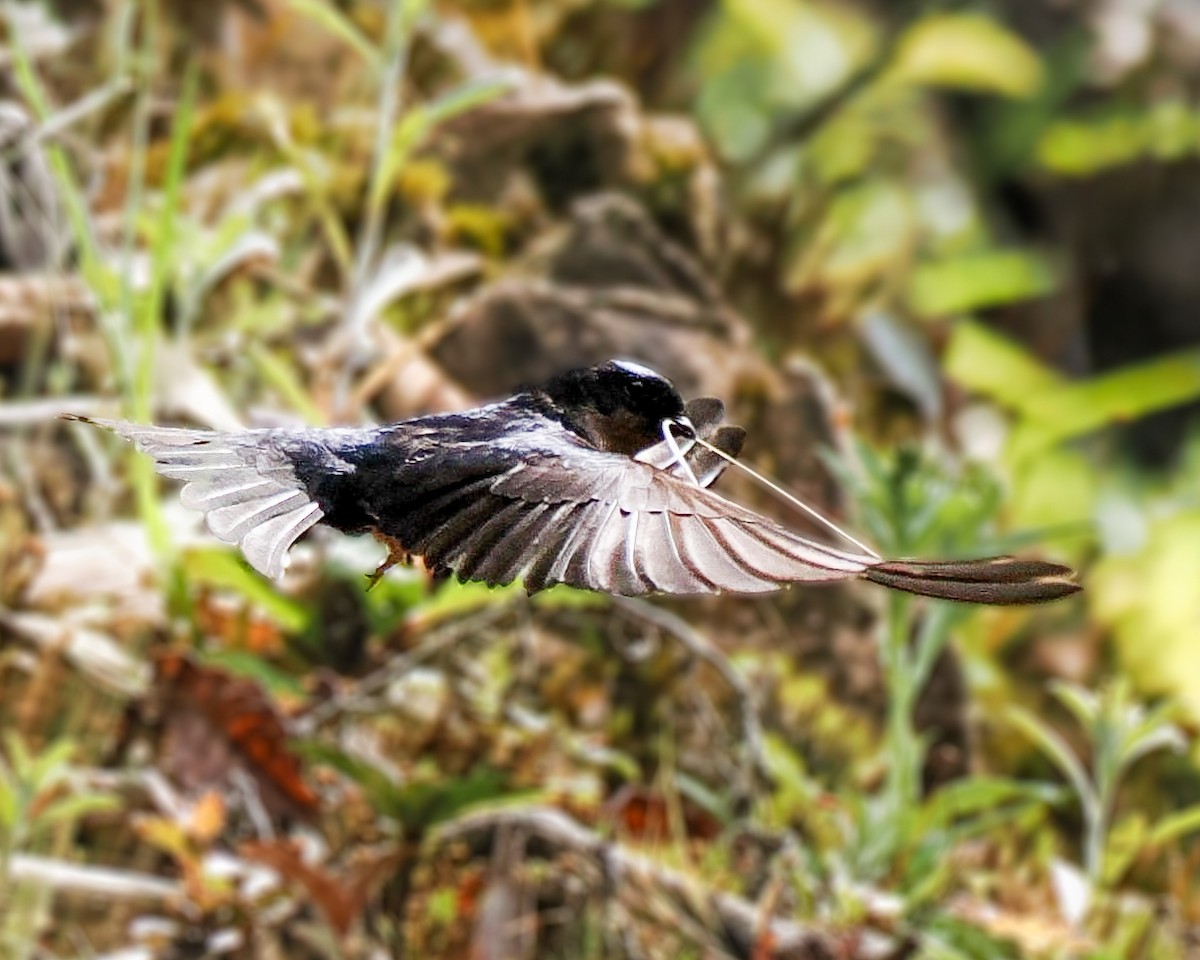 Pale-footed Swallow - ML643601144