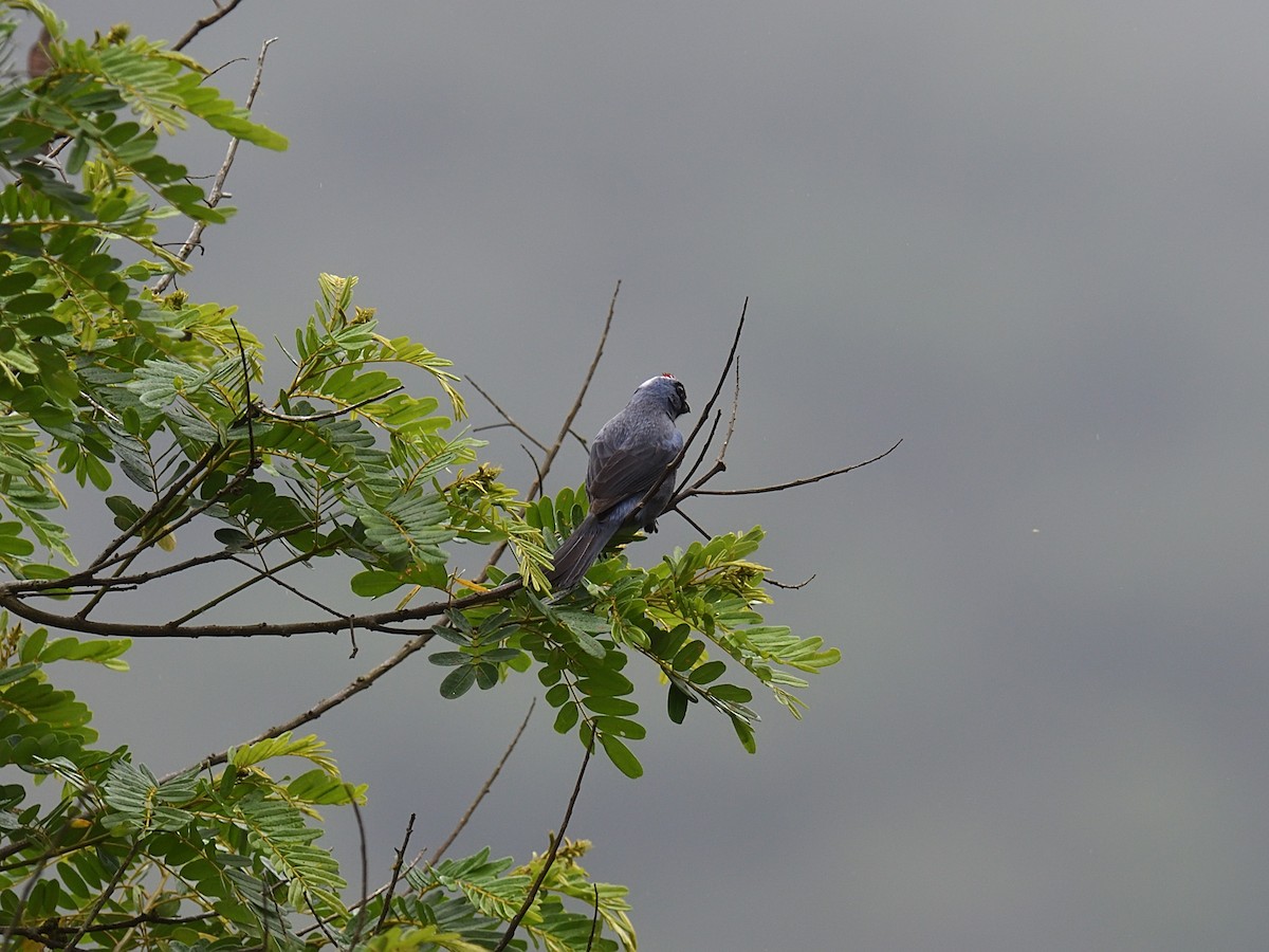 Diademed Tanager - ML643601152