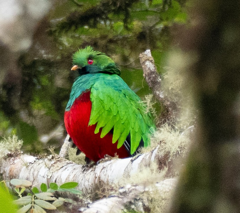 kvesal chocholkatý - ML643601166