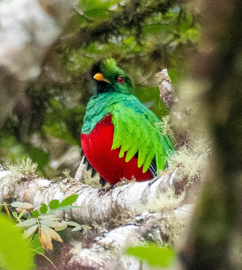 kvesal chocholkatý - ML643601167