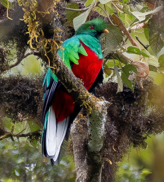 kvesal chocholkatý - ML643601168