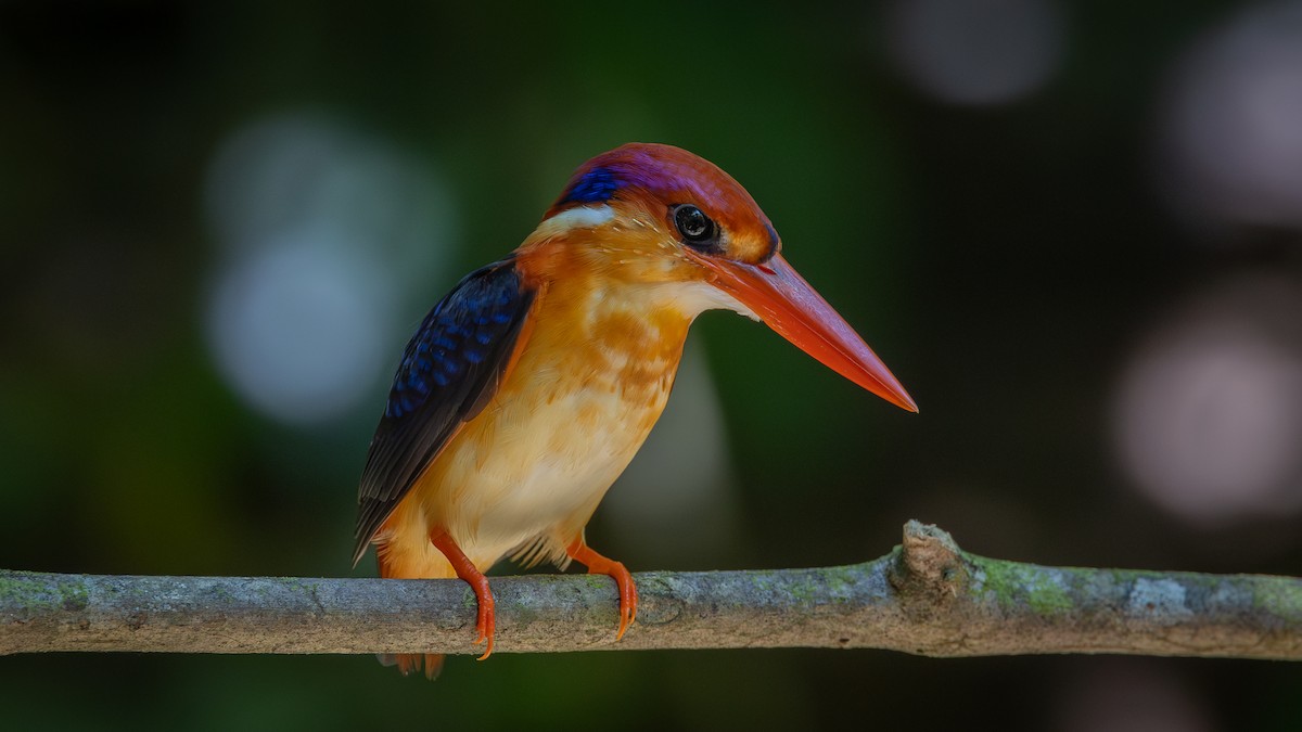 Black-backed Dwarf-Kingfisher - ML643601183