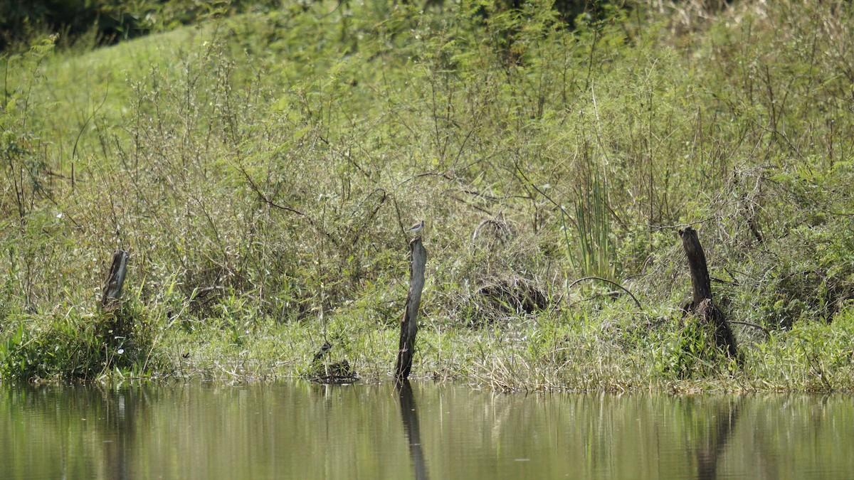 flekksnipe - ML643601185