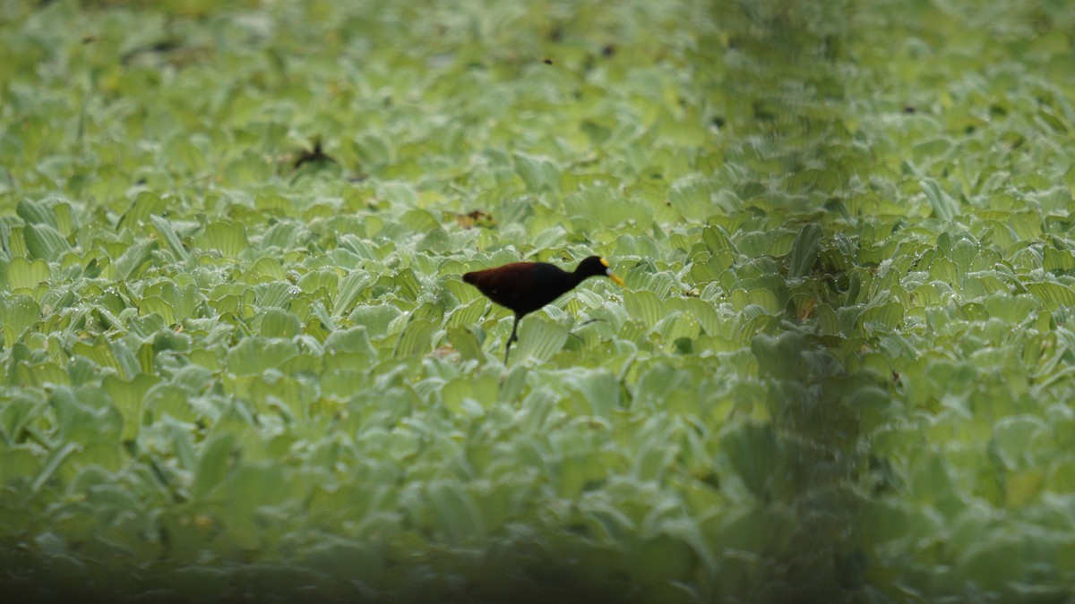 Northern Jacana - ML643601191
