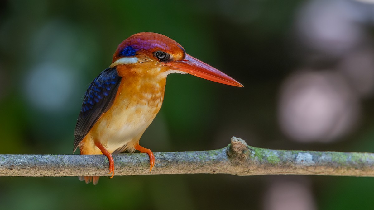 Black-backed Dwarf-Kingfisher - ML643601196