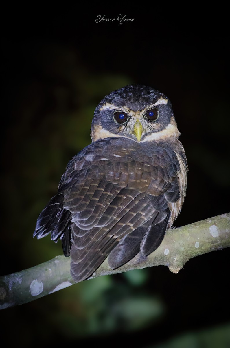 rustkinnugle - ML643601197