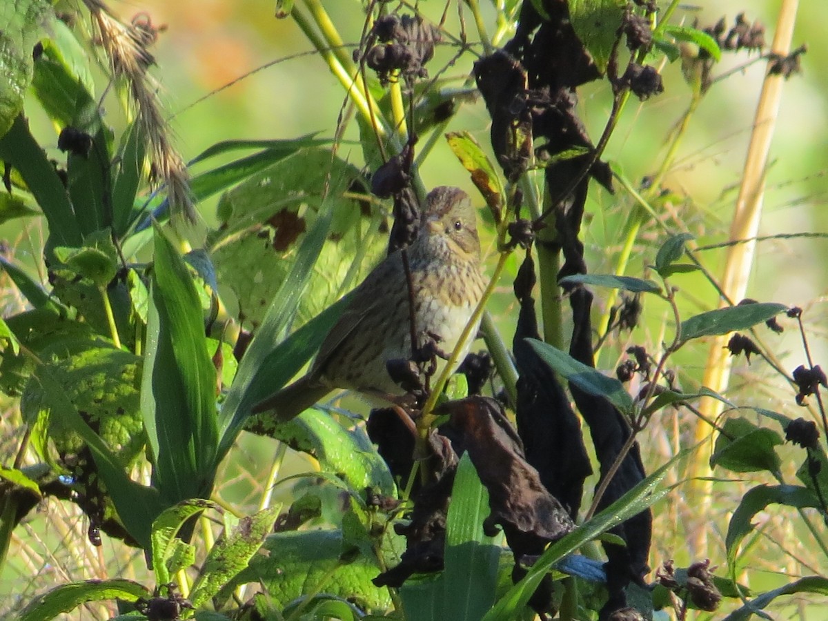 Lincoln's Sparrow - ML643601198