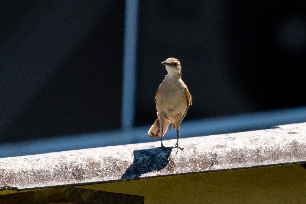 Long-tailed Cinclodes (Long-tailed) - ML643601207