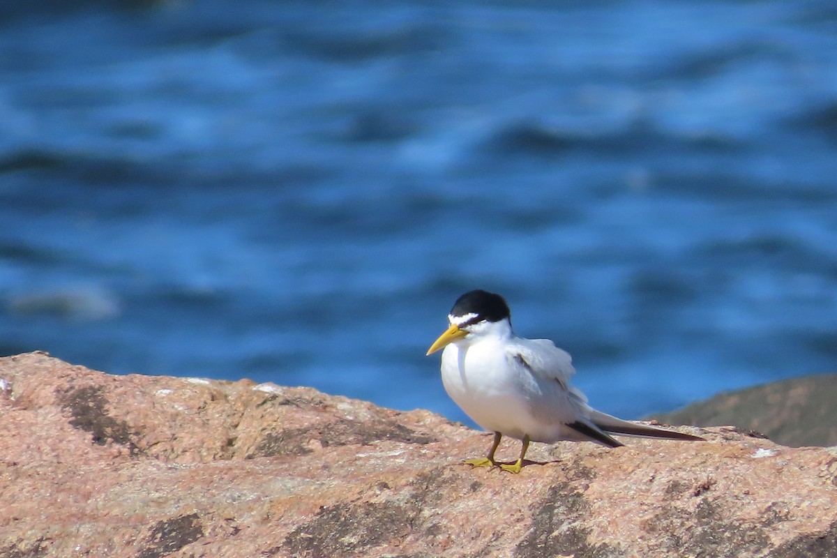 Yellow-billed Tern - ML643601212