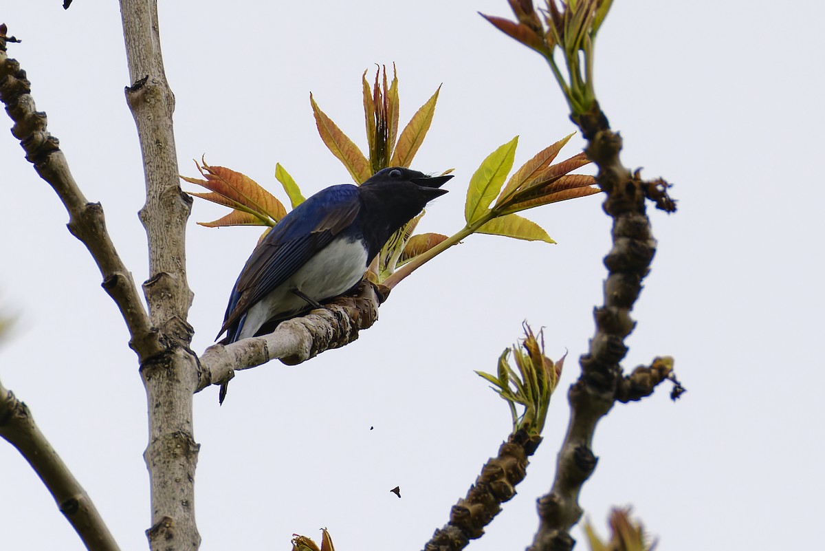 Blue-and-white Flycatcher - ML643601216