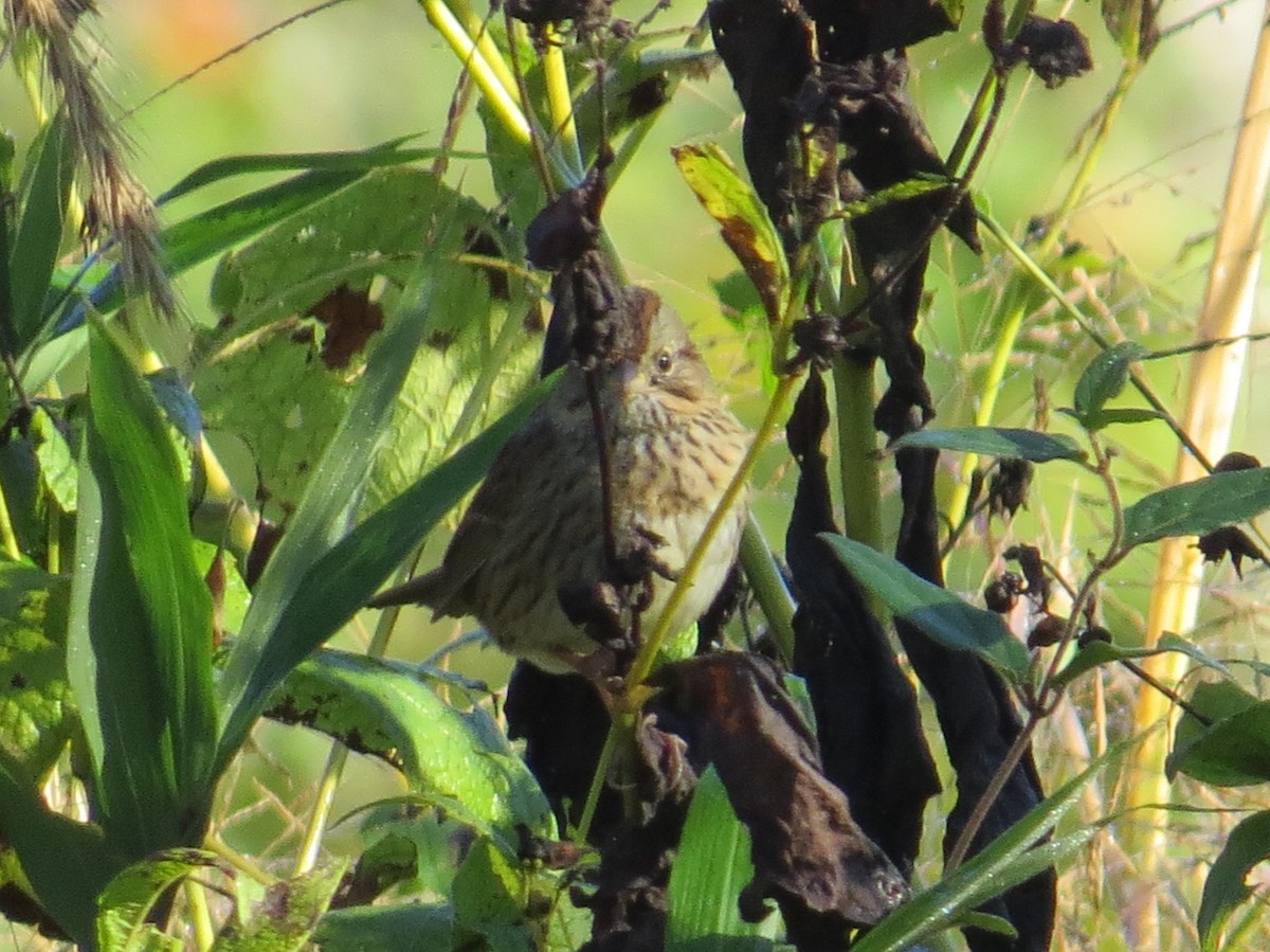 Lincoln's Sparrow - ML643601219