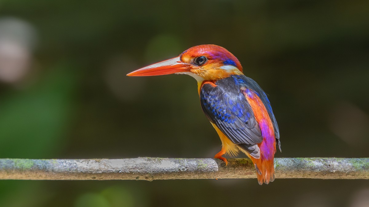 Black-backed Dwarf-Kingfisher - ML643601222
