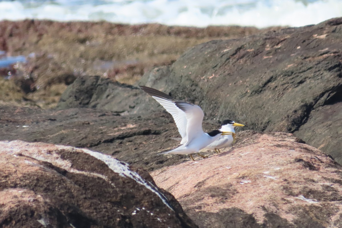 Yellow-billed Tern - ML643601223