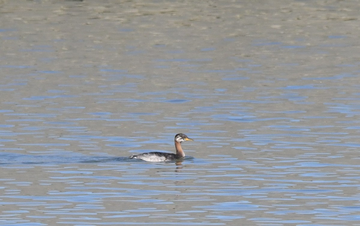 Red-necked Grebe - ML643601230