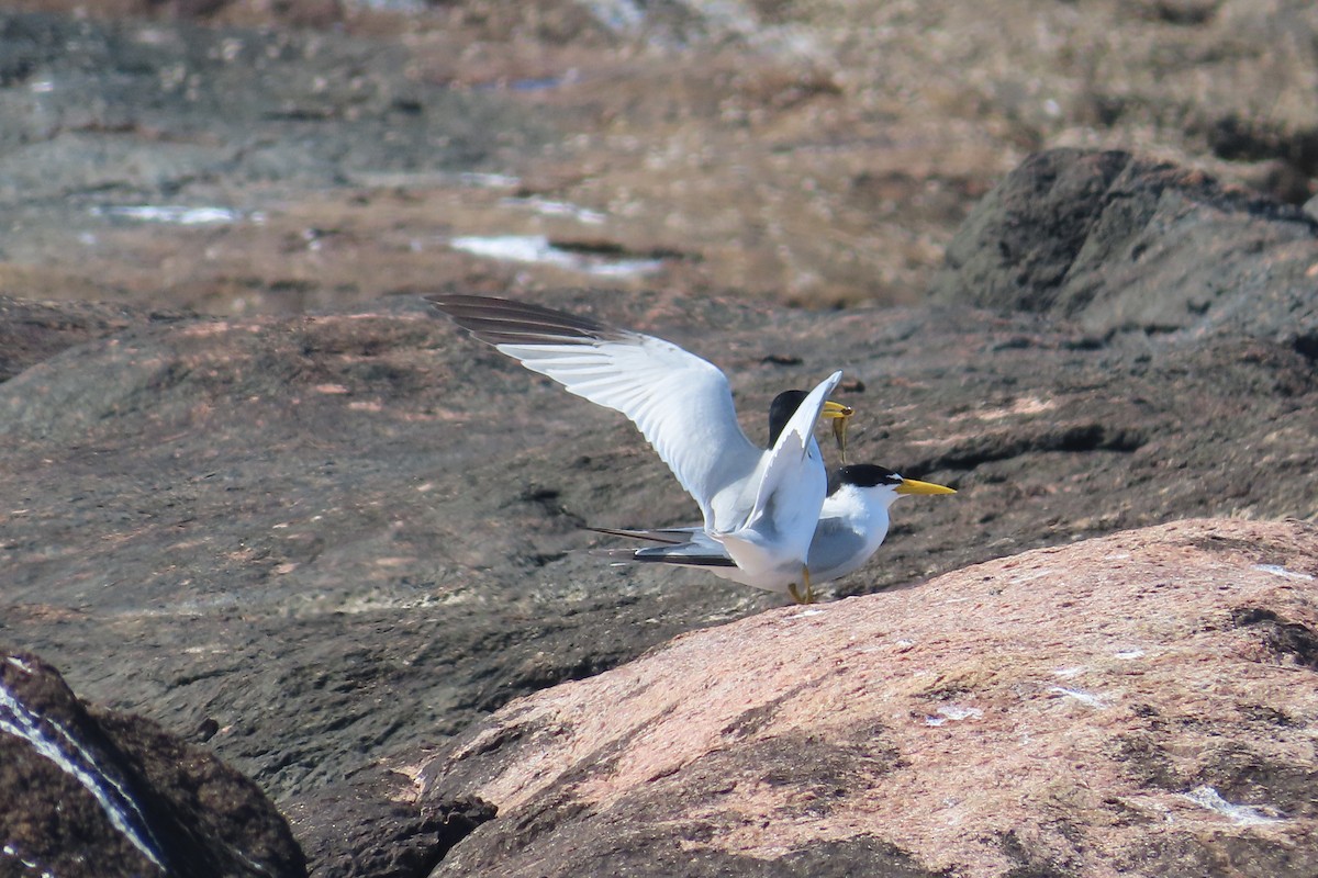 Yellow-billed Tern - ML643601231