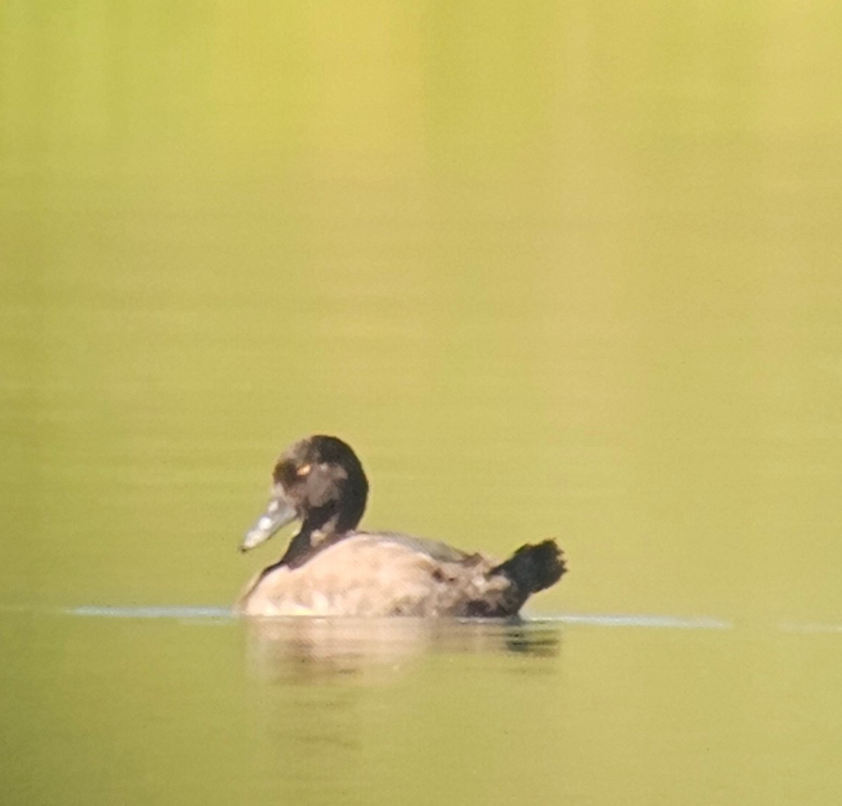 コスズガモ - ML643601235