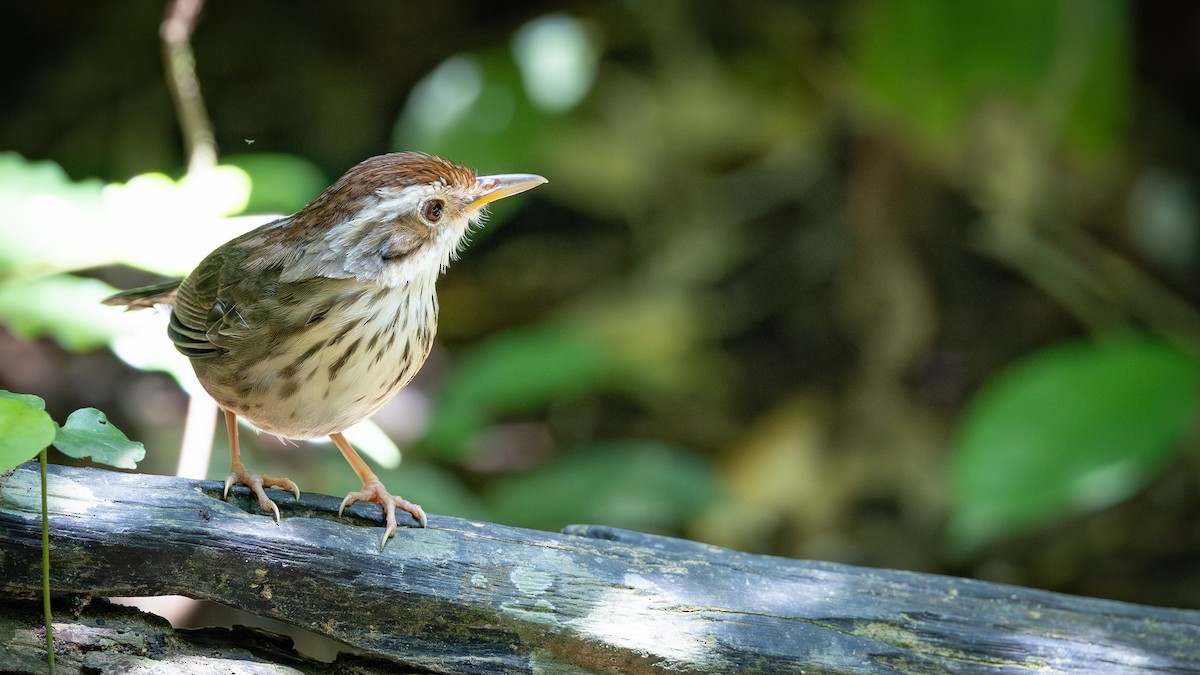 Puff-throated Babbler - ML643601237