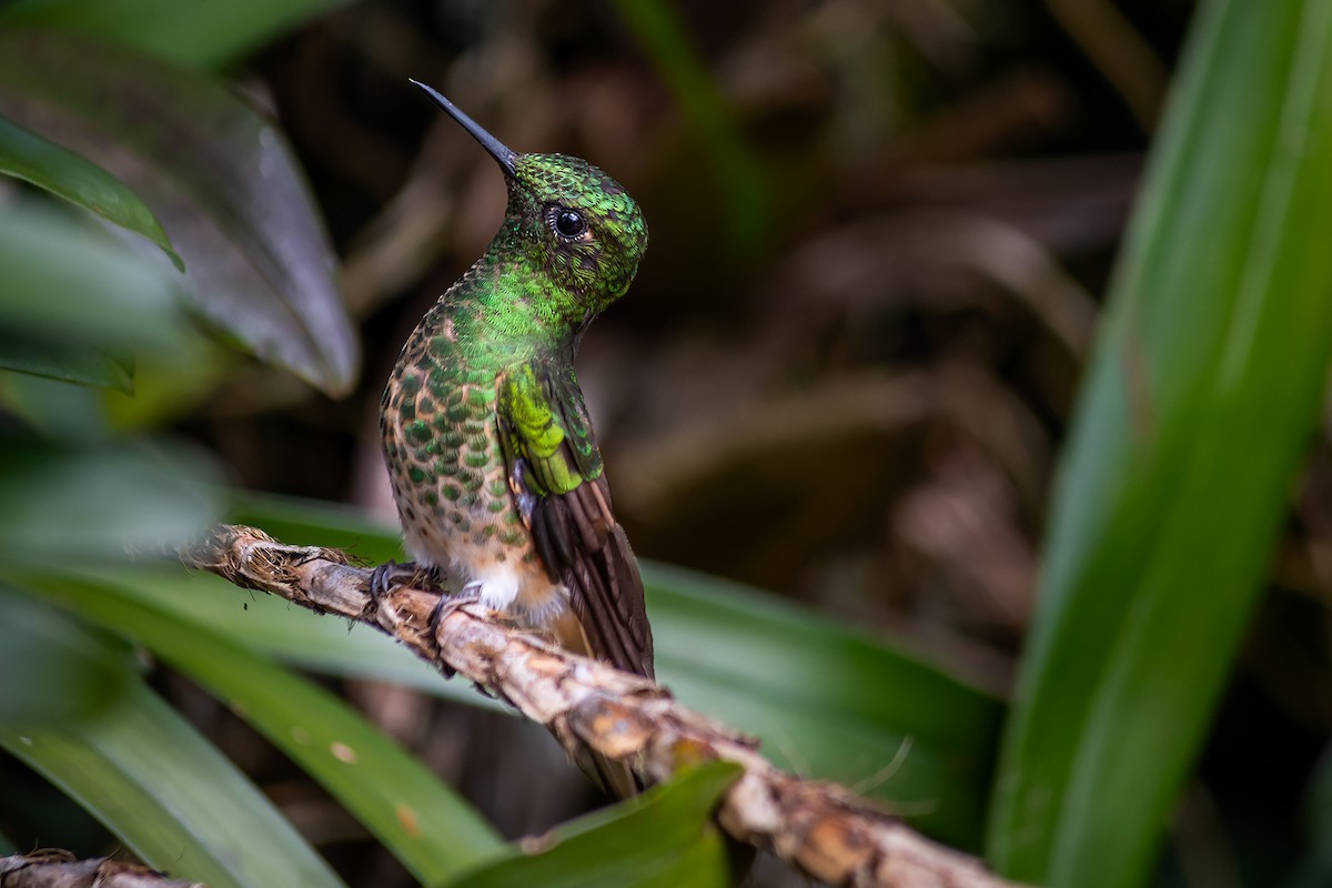 Buff-tailed Coronet - ML643601240