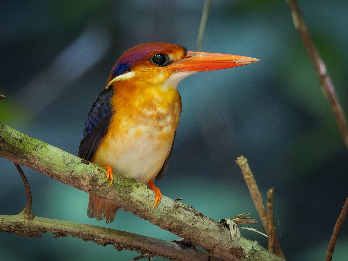 Black-backed Dwarf-Kingfisher - ML643601245