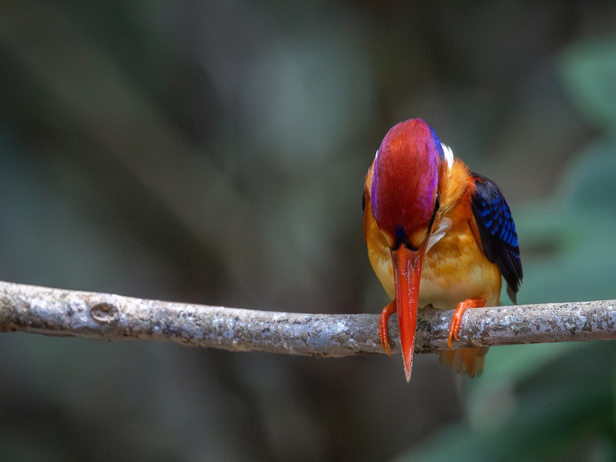 Black-backed Dwarf-Kingfisher - ML643601247