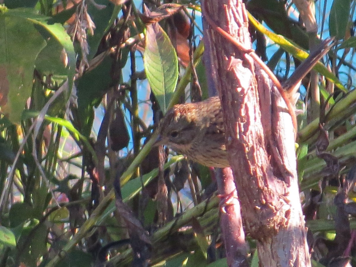 Lincoln's Sparrow - ML643601248