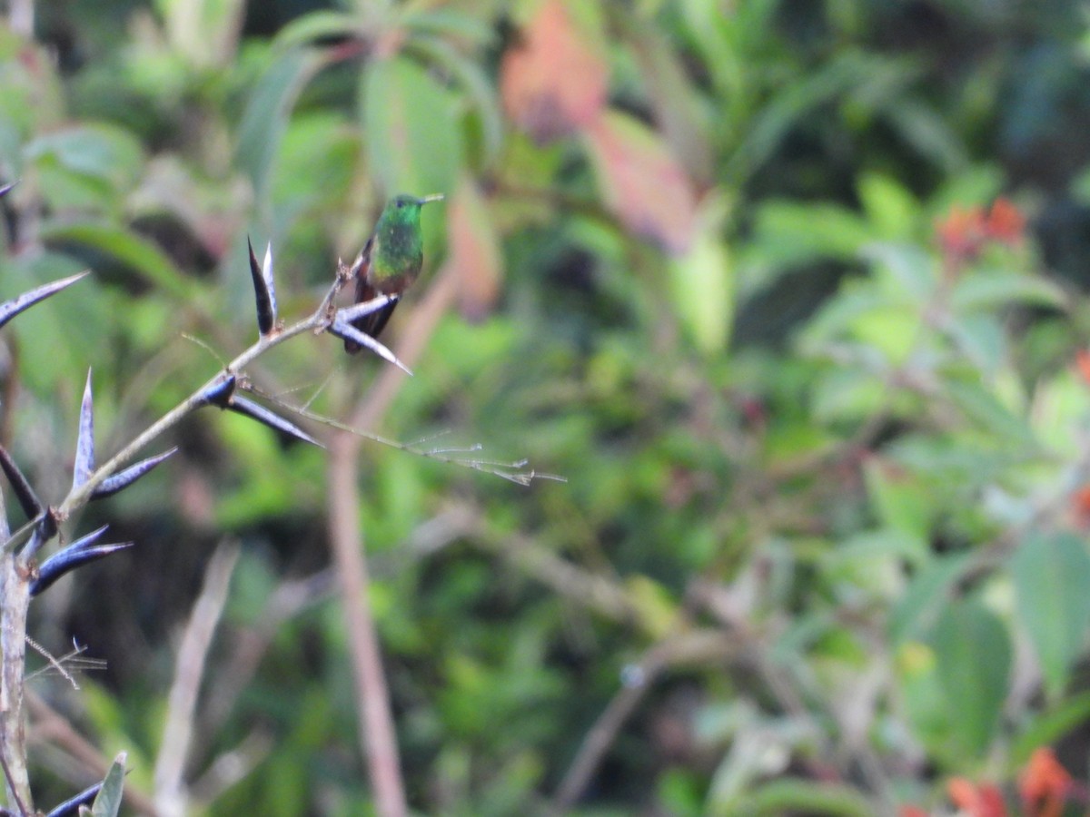 Berylline Hummingbird - ML643601250