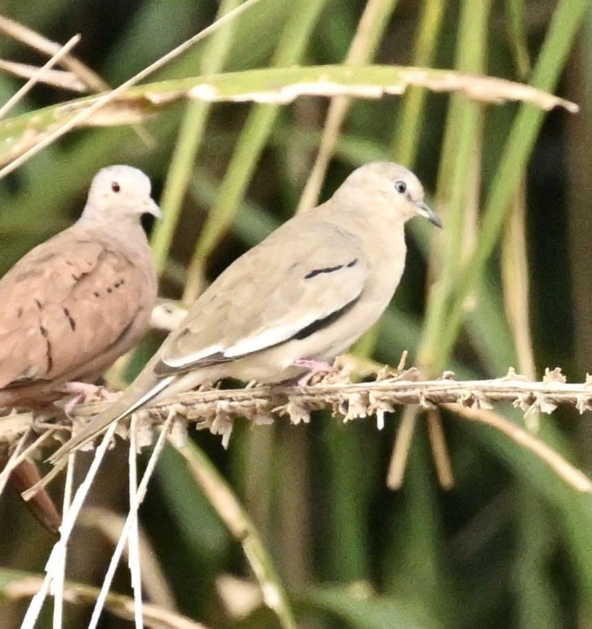 Picui Ground Dove - ML643601254