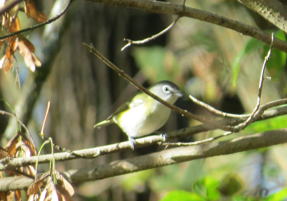 Blue-headed Vireo - ML643601275