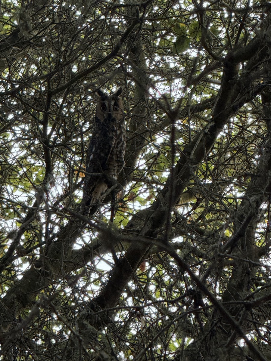 Long-eared Owl - ML643601277