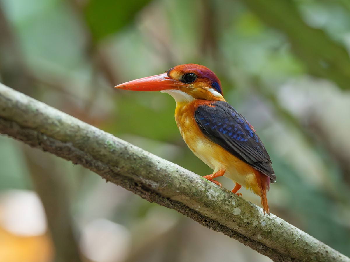 Black-backed Dwarf-Kingfisher - ML643601281