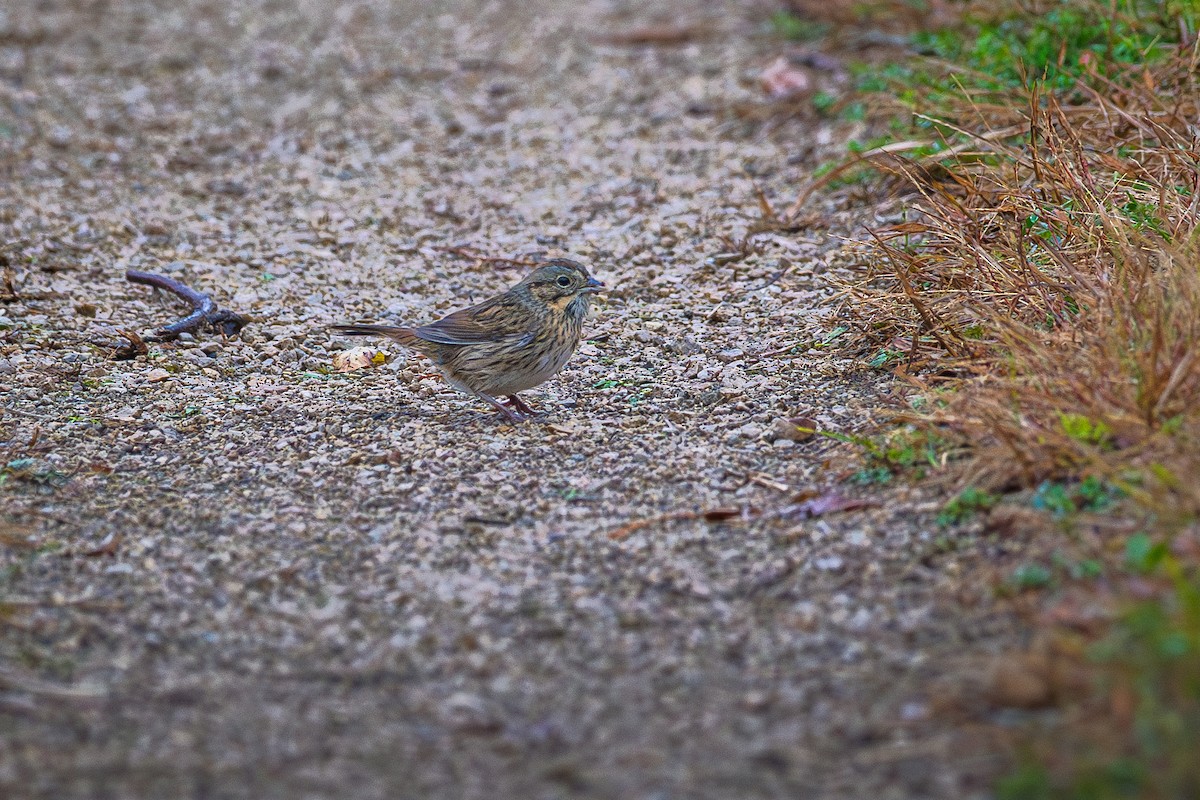 ヒメウタスズメ - ML643601284