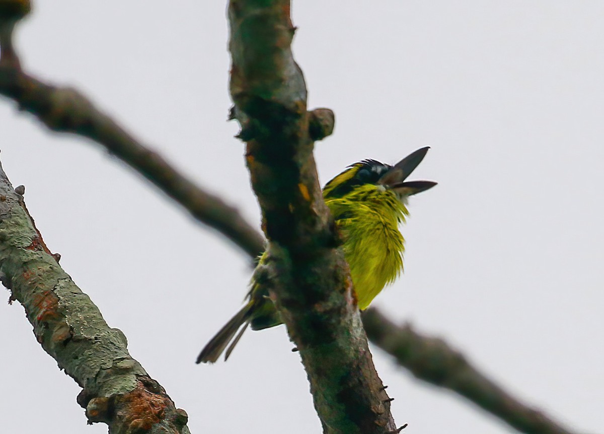 Yellow-browed Tody-Flycatcher - ML643601286
