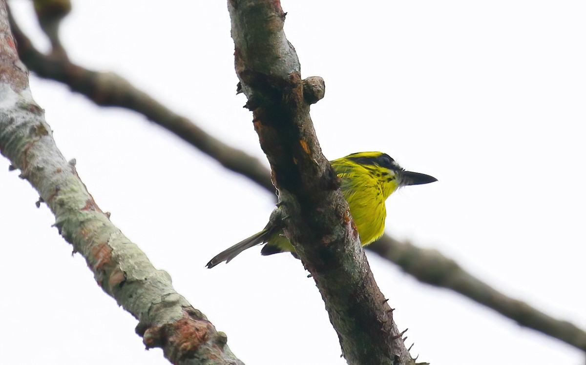Yellow-browed Tody-Flycatcher - ML643601287