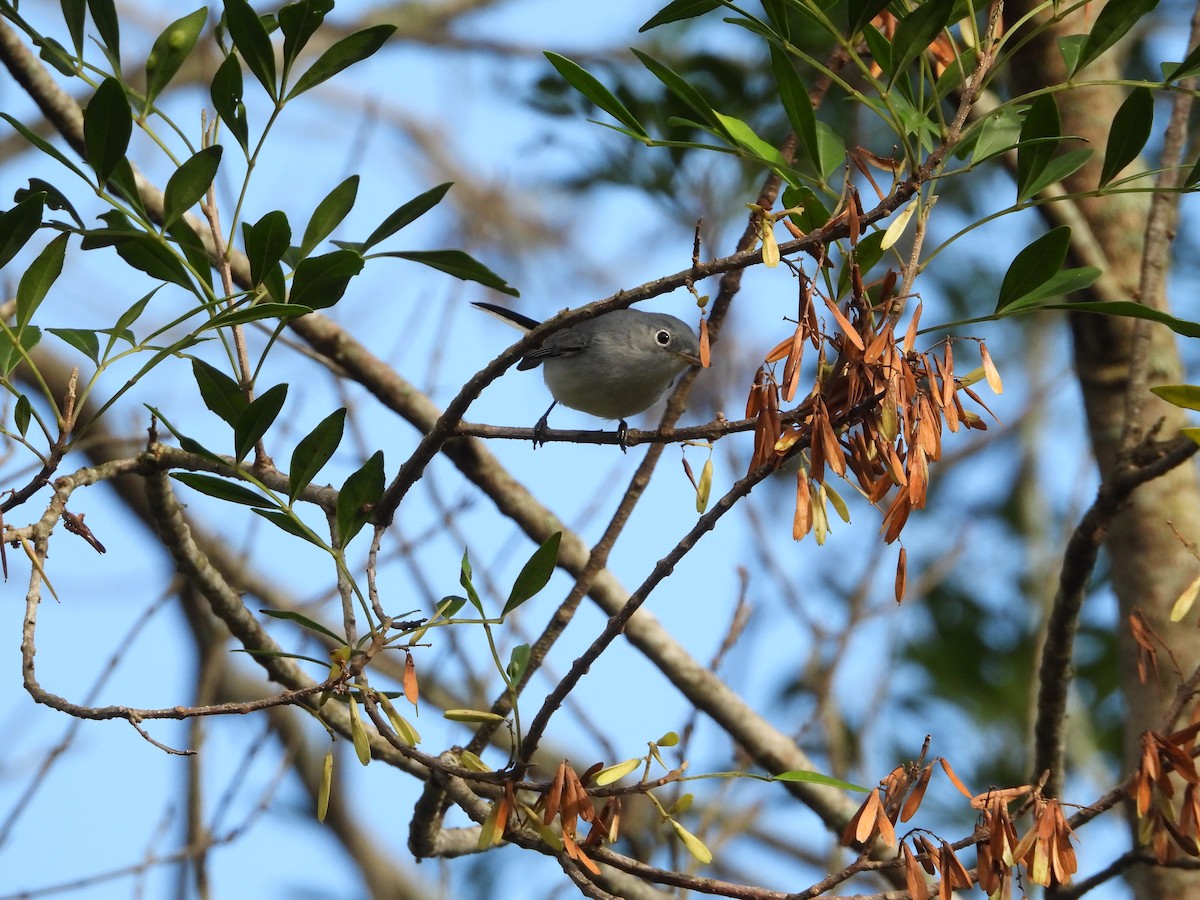 Blue-gray Gnatcatcher - ML643601288