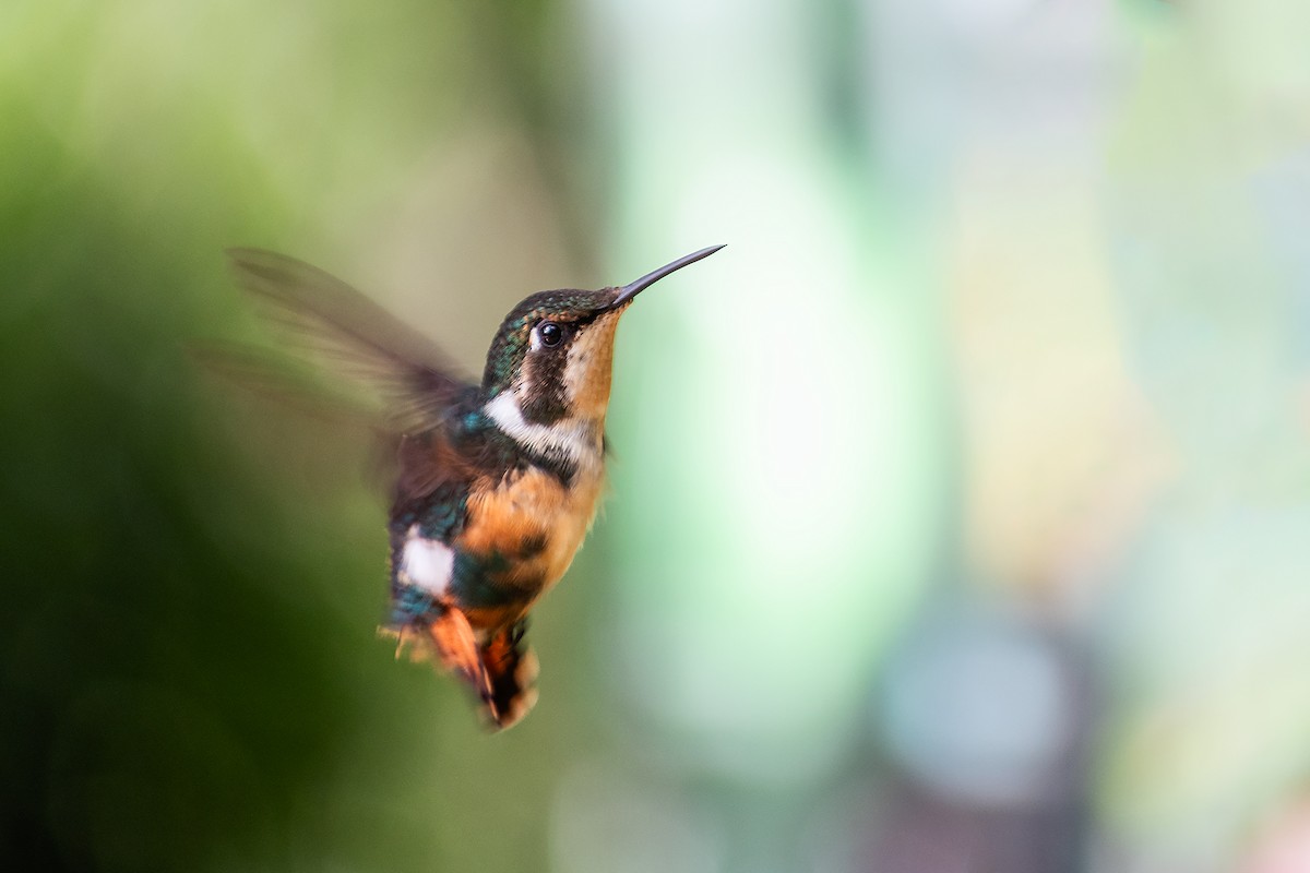 Gorgeted Woodstar - ML643601294