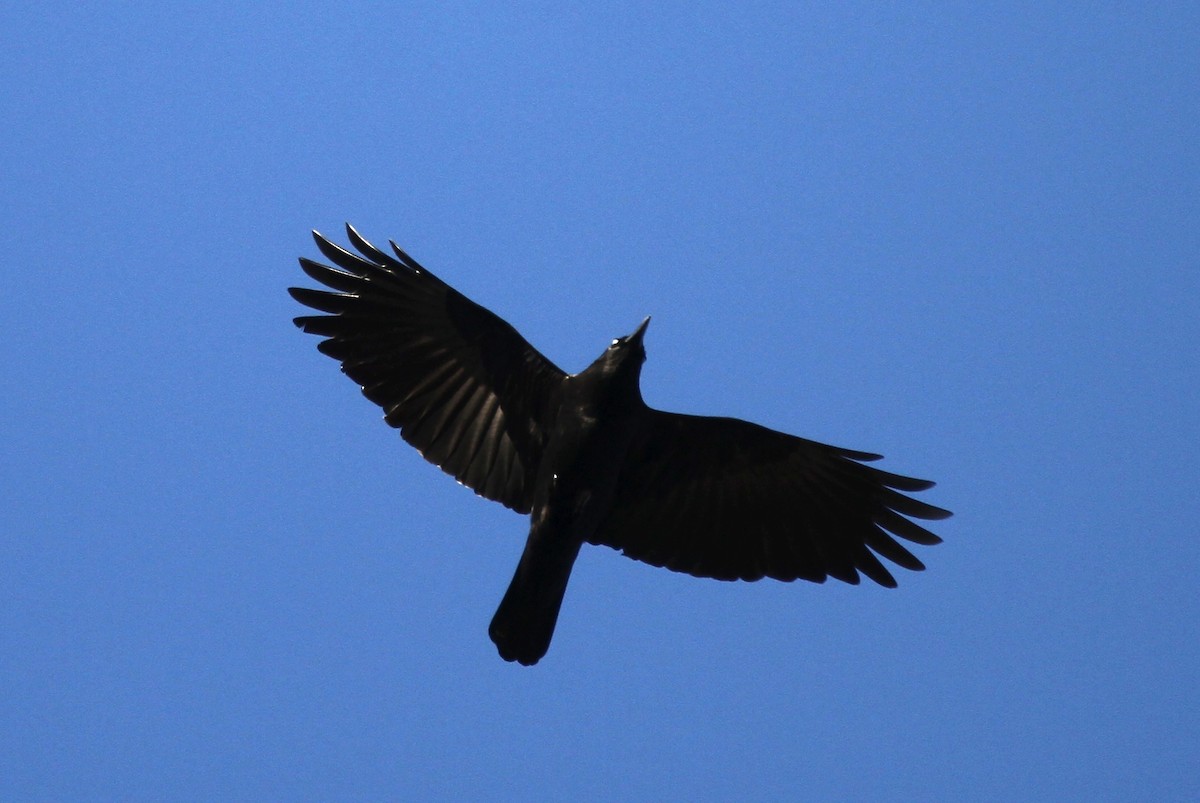 American Crow - ML643601298
