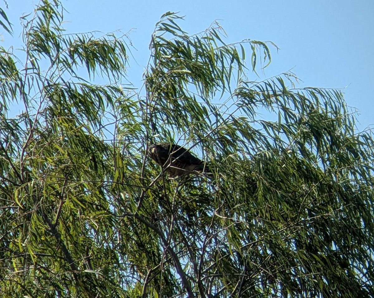 Roadside Hawk - ML643601301